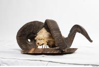 mouflon skull 0021